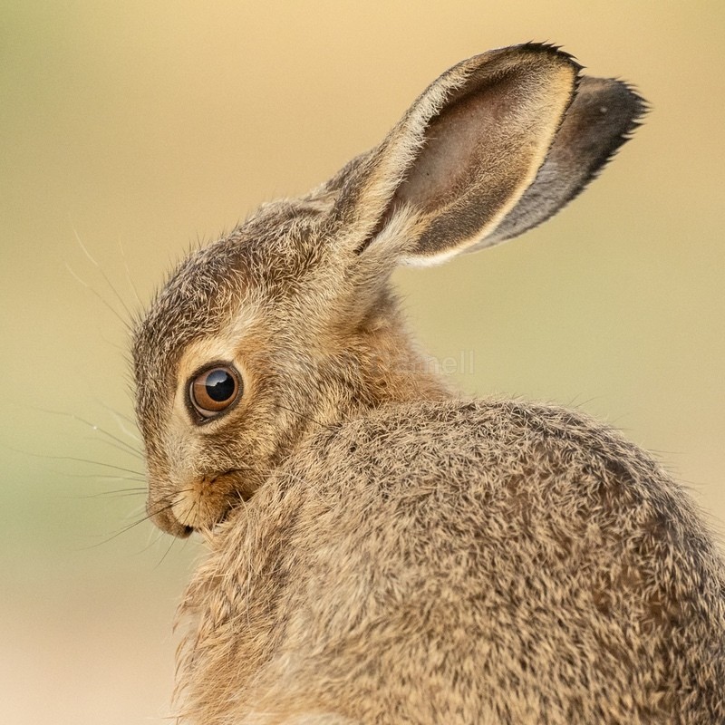 Baby Hare SD252 - Greeting Cards