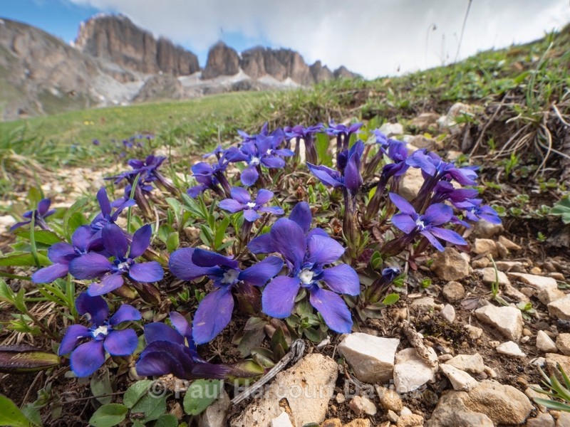 Bavarian Gentian (Gentiana bavarica) - Flowers in the Landscape