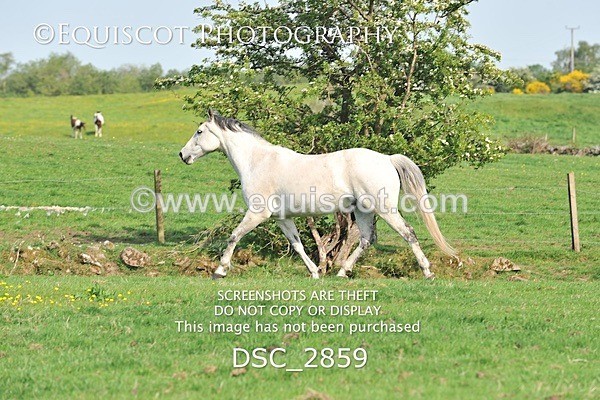 DSC_2859 - ARCHIVE REQUEST - Quincy and Guinness