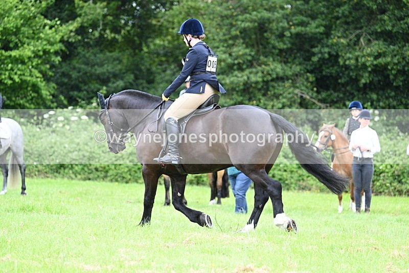 WJ7_3977 - Class 14A Handsome Gelding