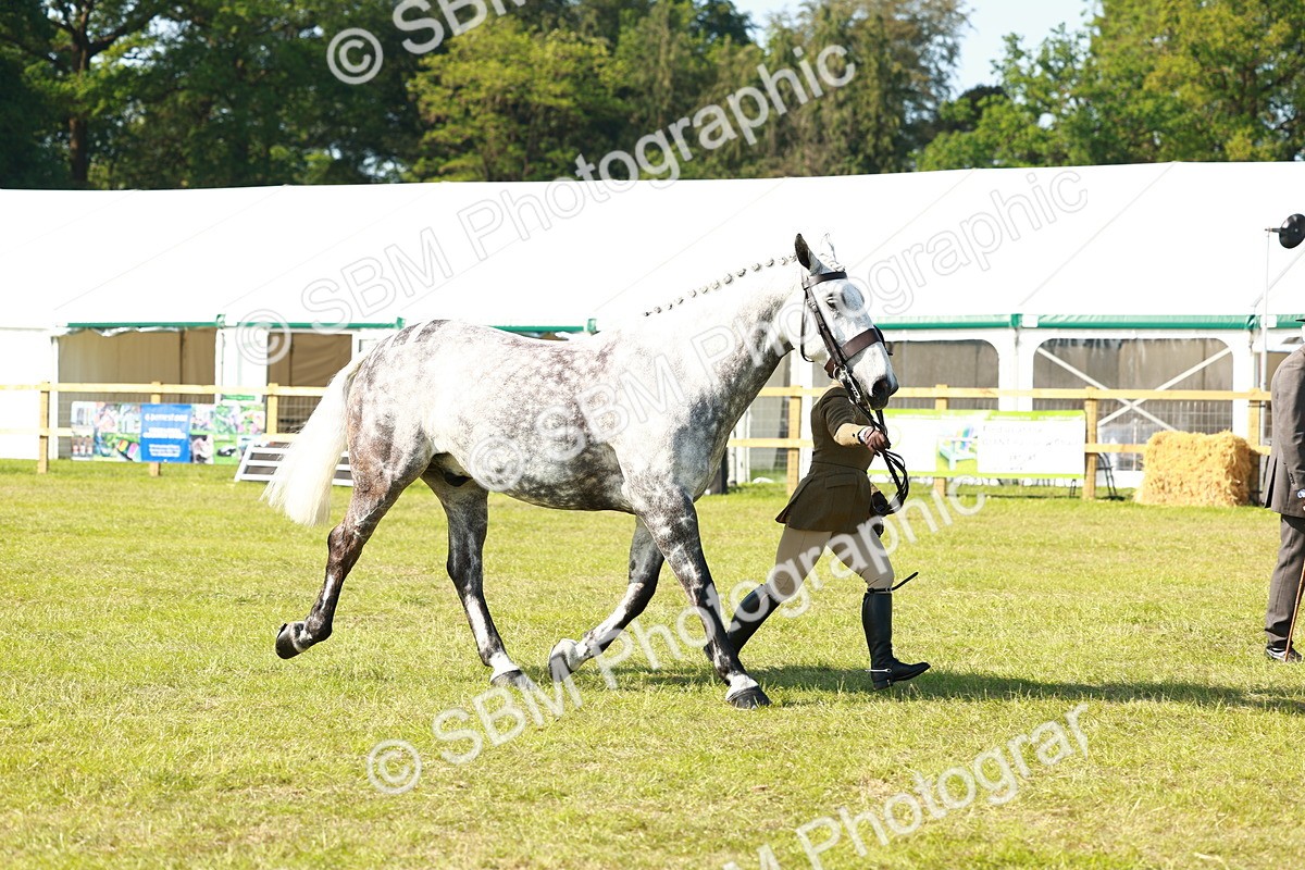 SBM_11816 - Class 66-69 - RIHS Ridden Hunters Inc Small Hunter