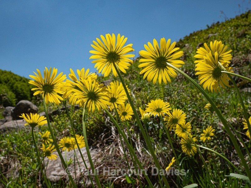 Eastern leopard's bane (Doronicum columnae) - Plants in the Landscape
