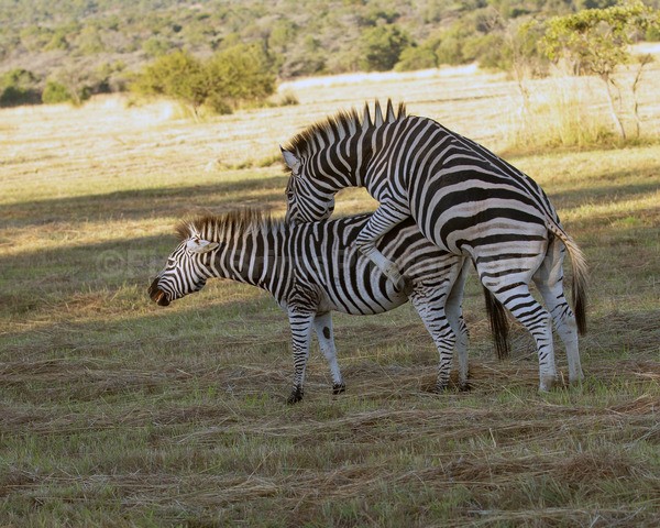 safari-351 - African Wildlife