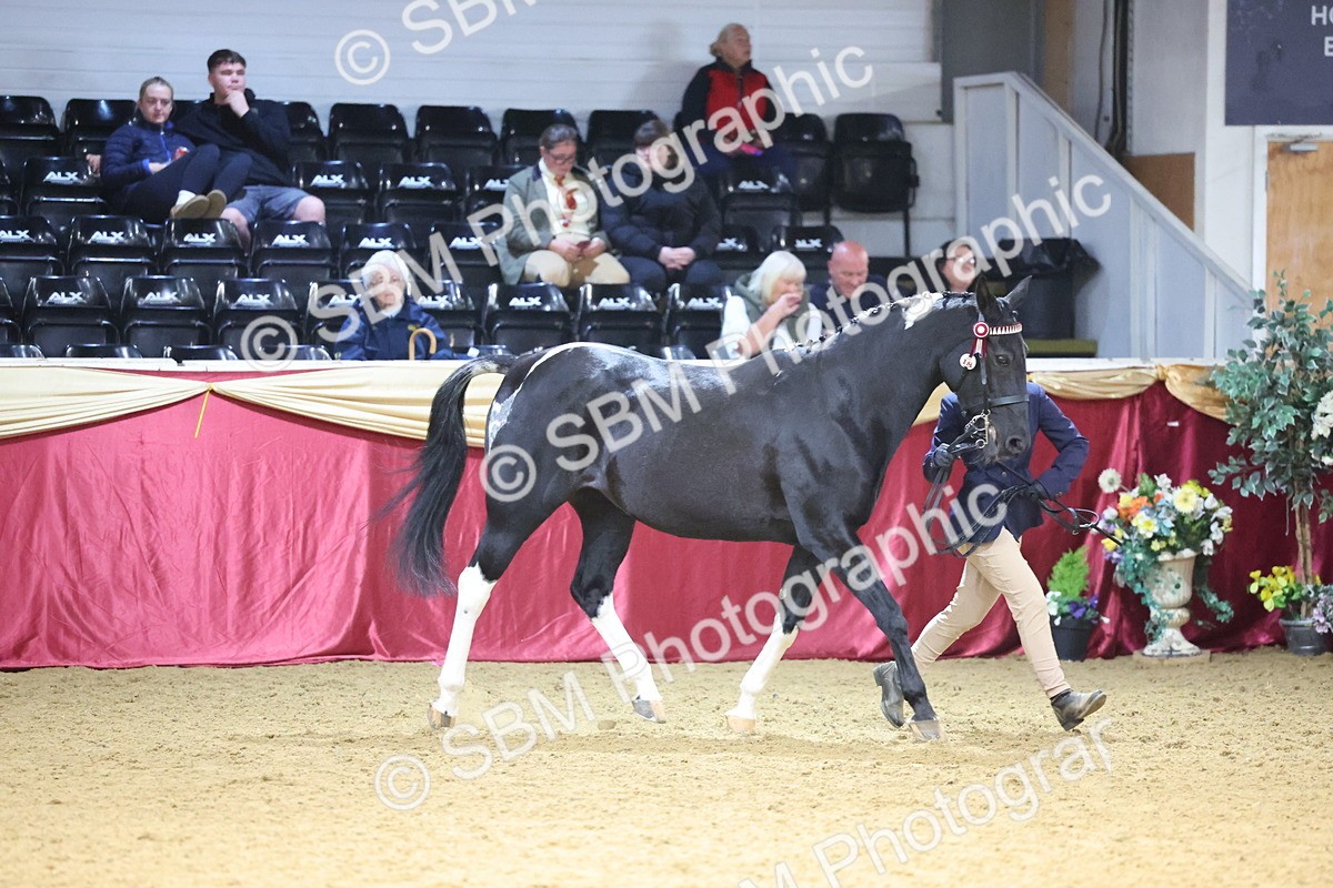 SBM_22787 - Class 903 - Supreme Final - IH Pre Vet