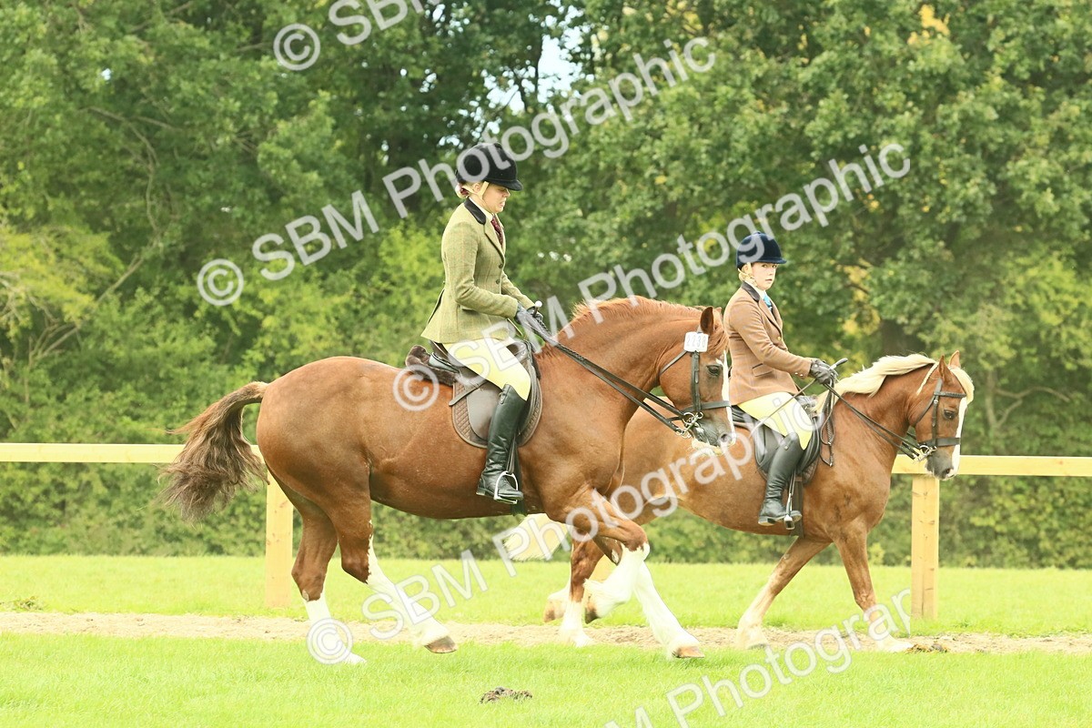 SBM_71891 - S60 - Mountain & Moorland Ridden Large Breeds