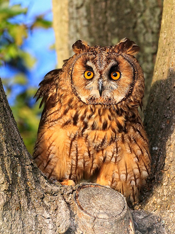 Long-eared Owl perched between two tree trunks - Long-eared Owl