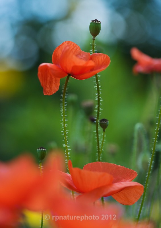 Field Poppies - Papaver rhoeas RPNP0025 - Flowers