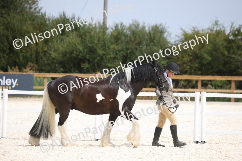 20260802-1485 - Class 16 - Best Horse or Pony