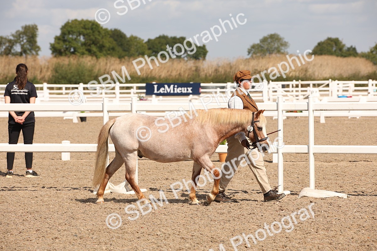 SBM_03378 - Class 18 Handsomest Gelding (IH or Ridden)