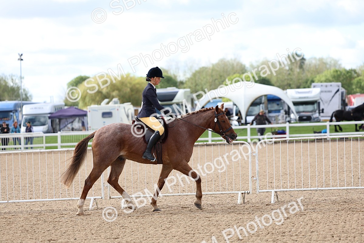 SBM_10052 - Class 304 - Ridden Part Bred Horse Pony