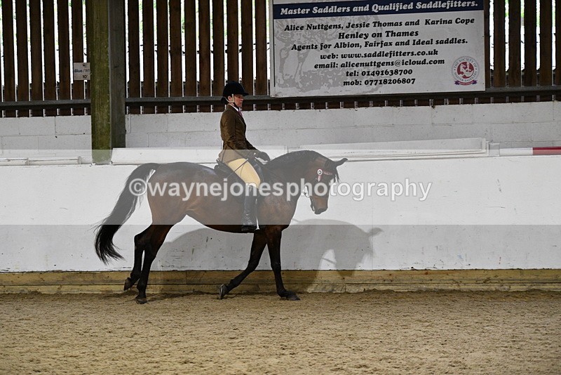 WJ5_8798 - Class 15 Ridden Show Horse