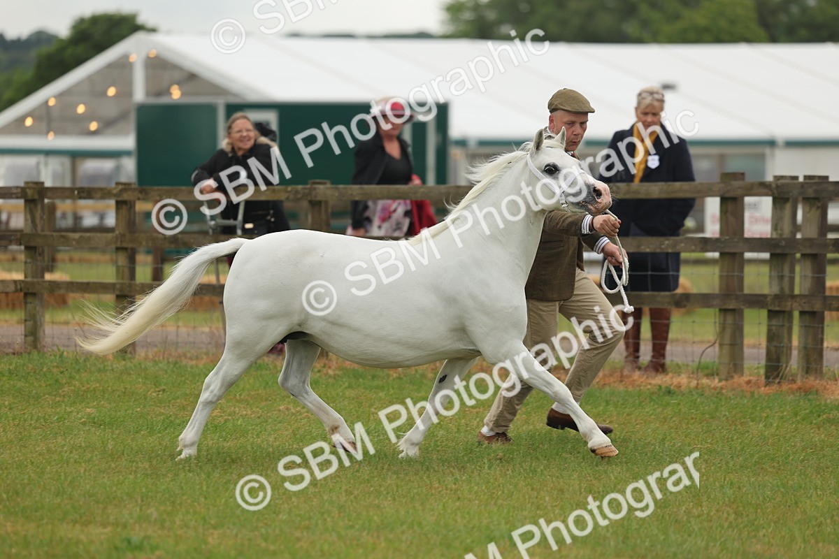 SBM_01534 - Class 50-57 - M&M Welsh Pony In Hand