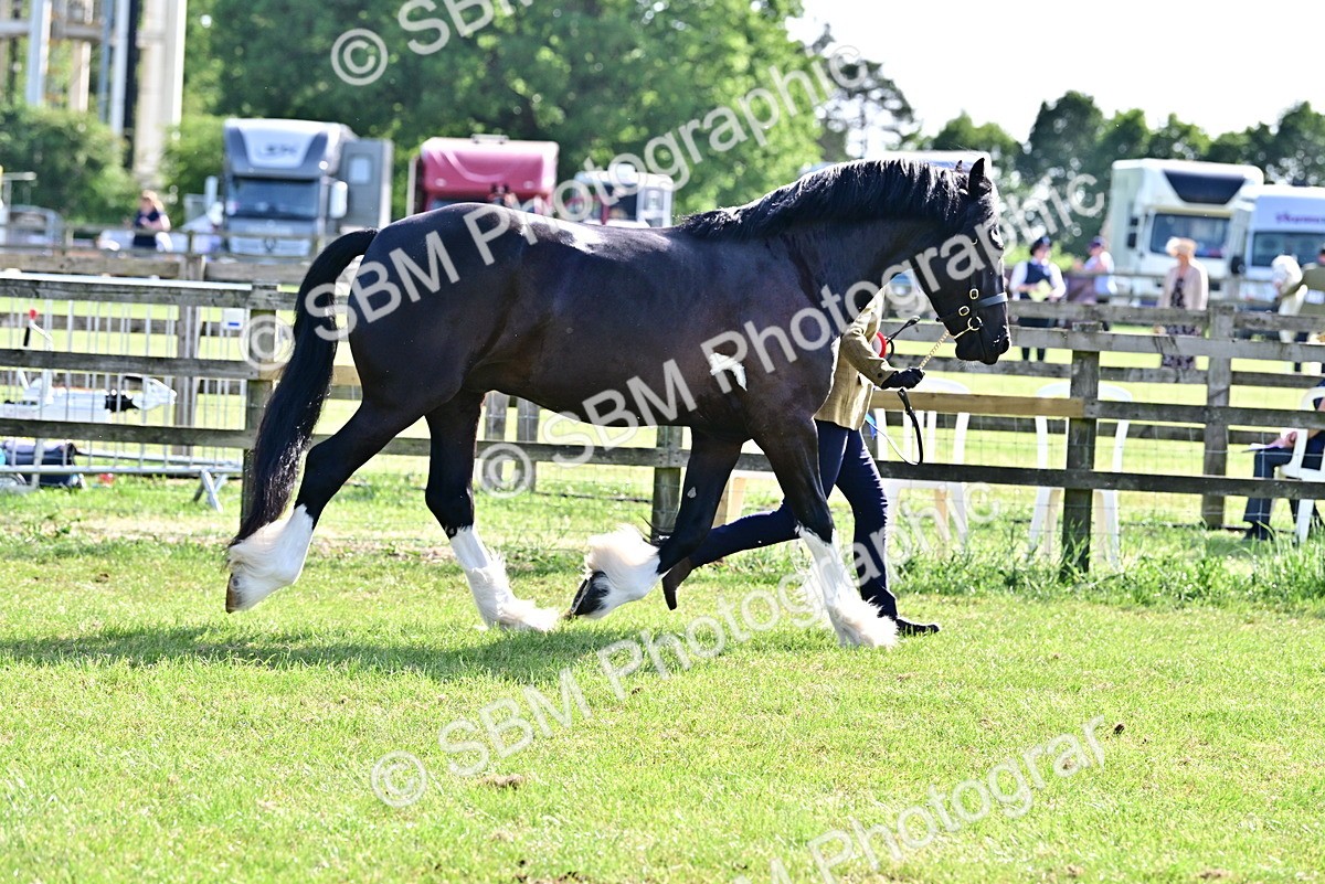 SBM_10185 - Class 63-65 - Traditional Gypsy Cobs In Hand & Ridden