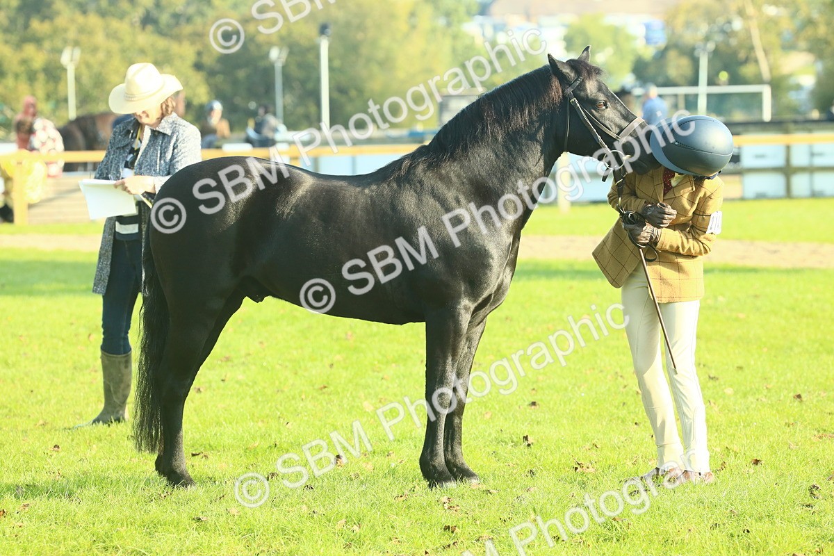 SBM_58458 - S37 - Starters In Hand Showing