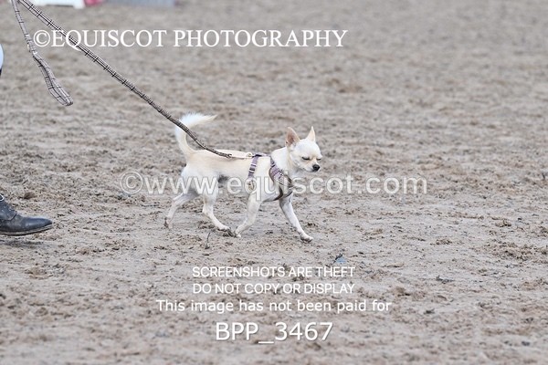 BPP_3467 - CLASS 36 SUN Senior British Novice/ 90cm Open