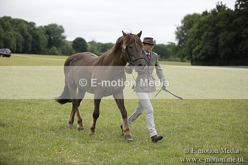 BVR160717-714 - Ring 2 BVRC Show 16/07/17