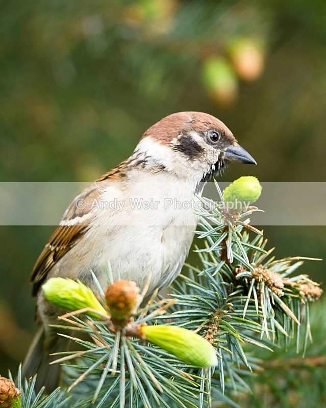 20120508-_MG_9931 - Tree Sparrow
