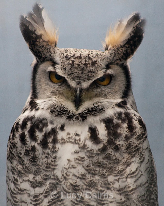  - Birds of Prey