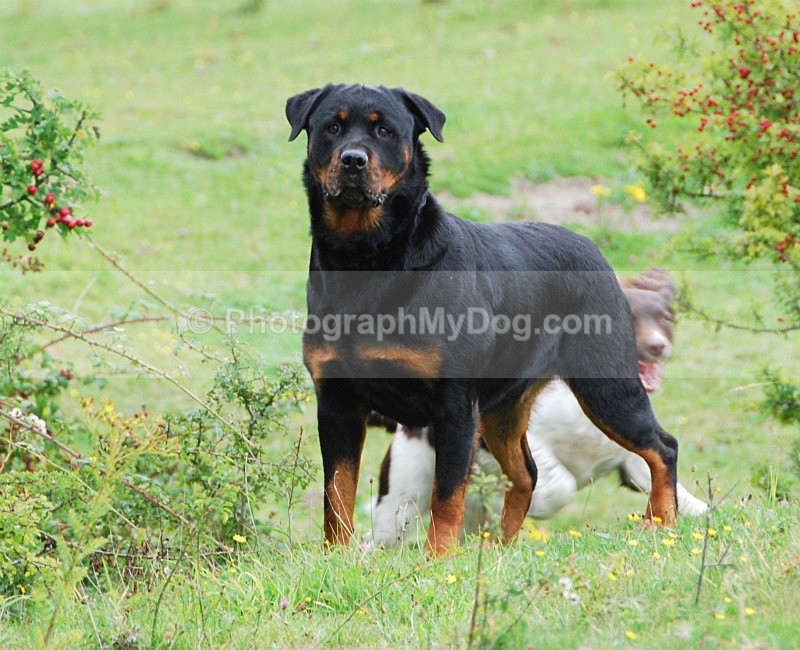  - Rottweilers
