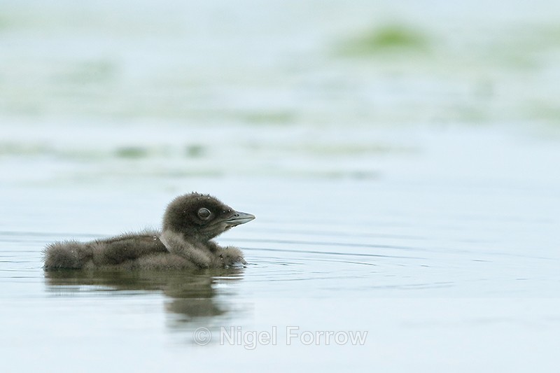 Common Loon chick, high key - Minnesota, USA - Great Northern Diver