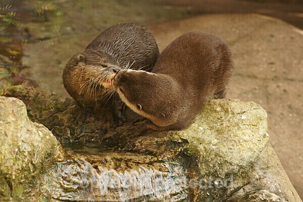Asian short-clawed otters - Other Wildlife Species
