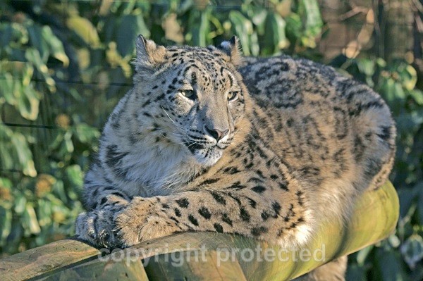 Snow Leopard - Hara - Snow Leopards