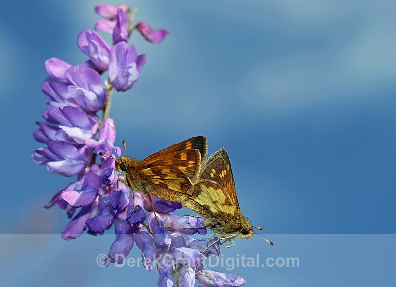 Peck's Skipper - Mating Butterfly Pair - Polites peckius - Butterflies & Moths of Atlantic Canada