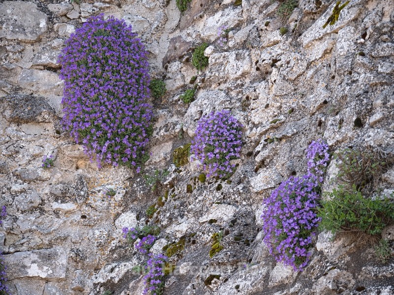 Gargano Aubretia (Aubretia columnae ssp italica)  - Gargano - Flowers in the Landscape