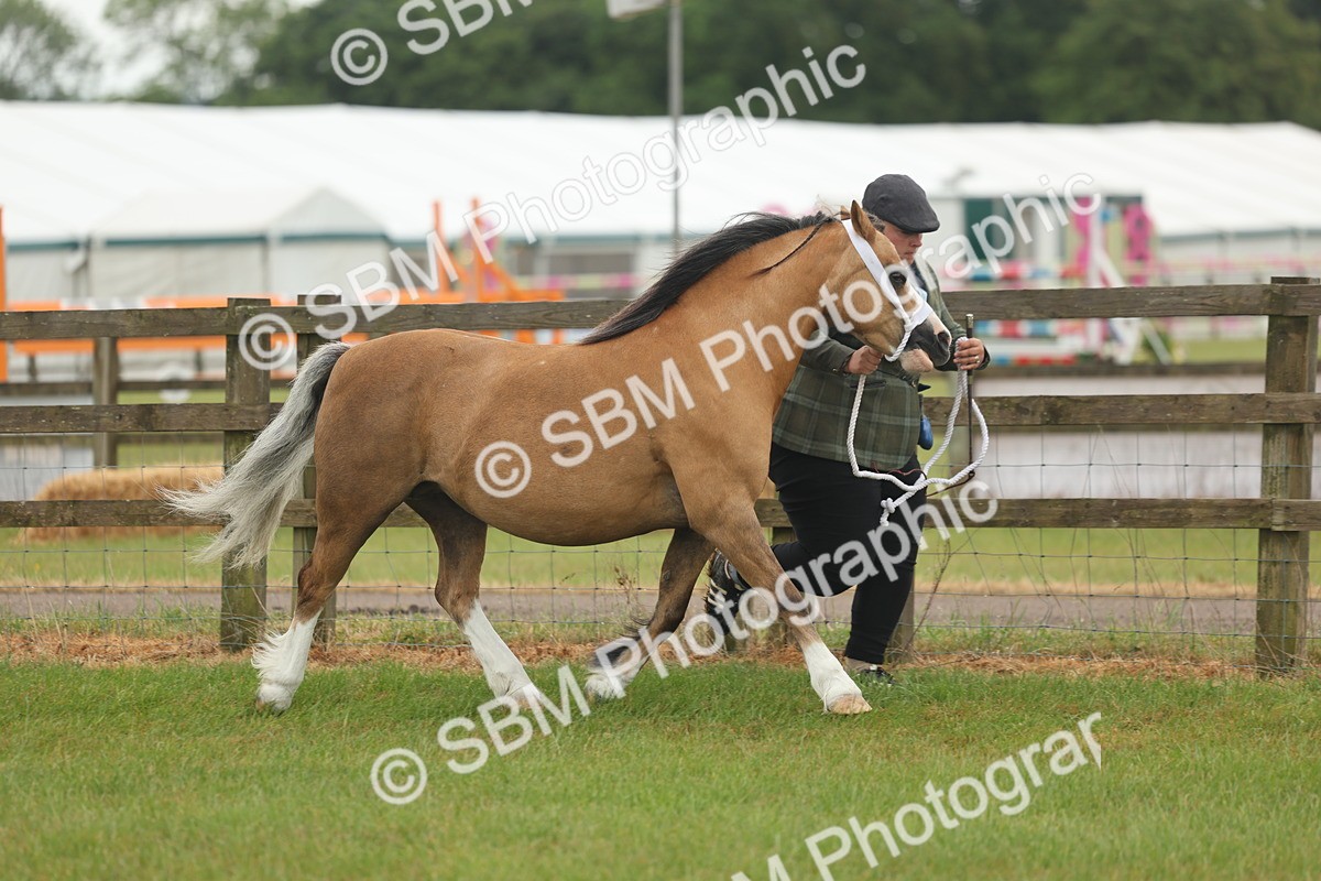SBM_01470 - Class 50-57 - M&M Welsh Pony In Hand