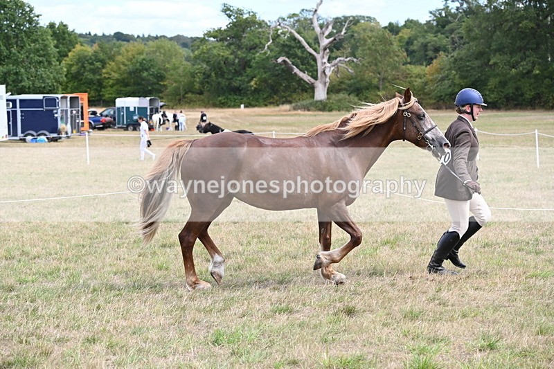WJ6_5921 - Class 19 In-hand Veterans (Uploaded correct folder)