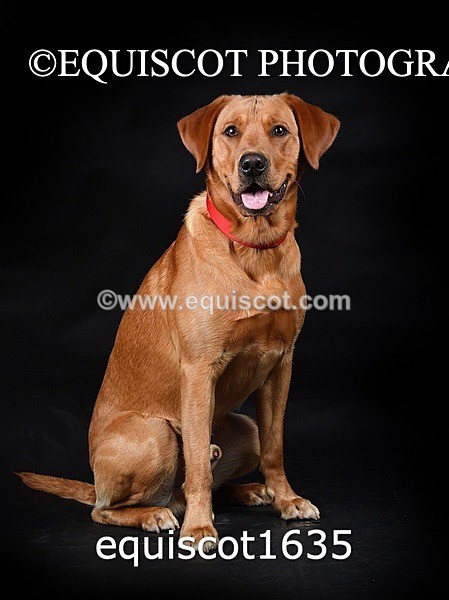 equiscot1635 - PADDY