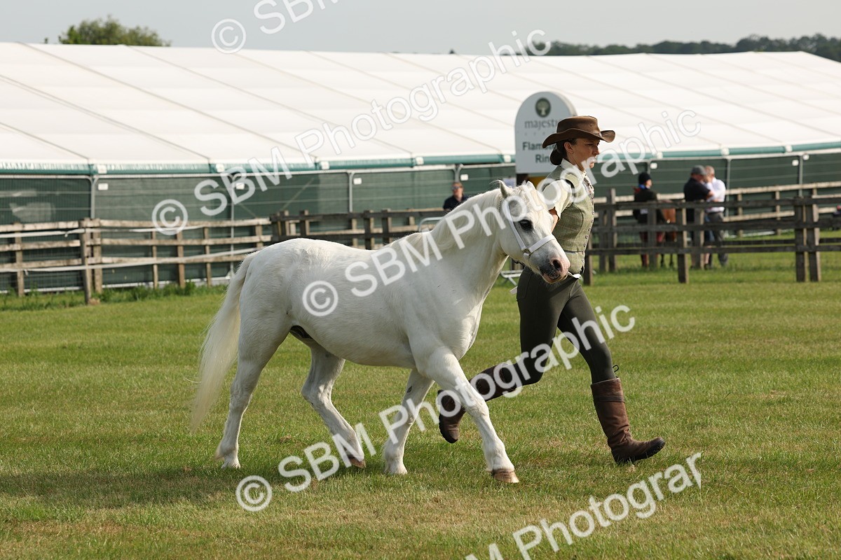 SBM_00570 - Class 6-13 - Mountatin and Moorland In Hand Welsh Breeds