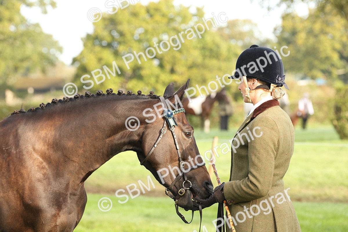 SBM_54984 - S52 - Riding Horse & Hack & thoroughbred In Hand