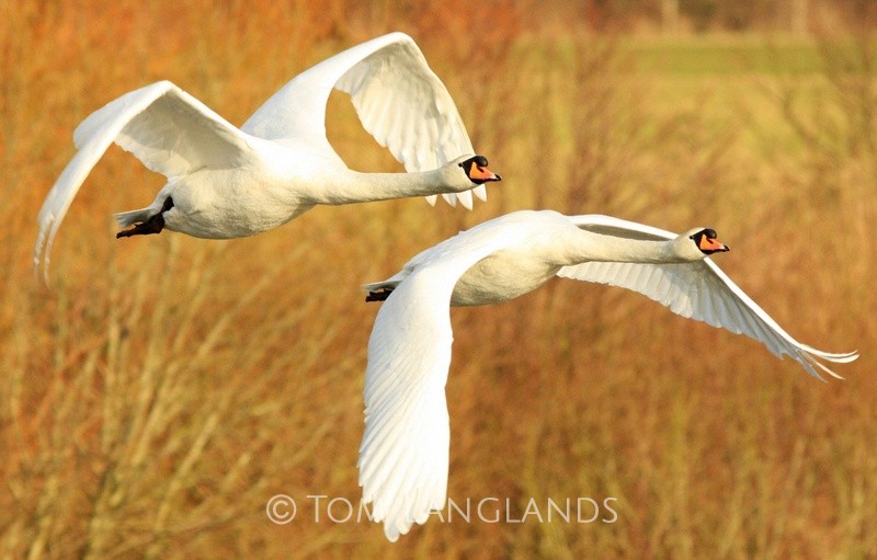 Mute Swans - Swans and Geese