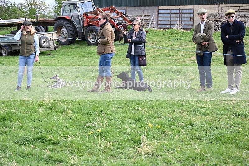 WJ6_8780 - Class 8 Best Working / Gun Dog or Bitch