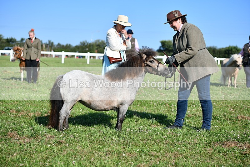 DSC_5661 - Class 49: NPS Shetland Youngstock