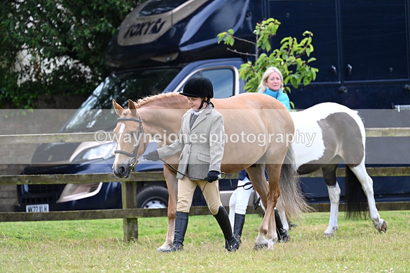 WJ7_6519 - Class 5 Handsome Gelding in hand