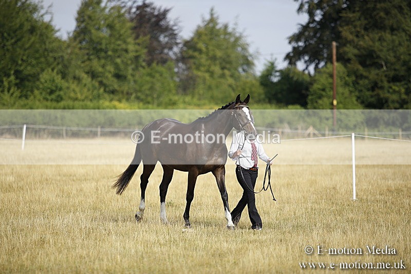 _C7A9115 - BVRC Sow 2018 Ring 2