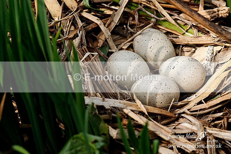 Coote nest eggs 0415 4 - Nature