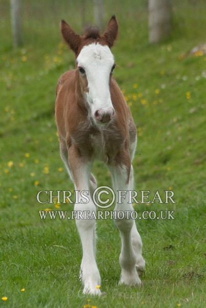 ryecroft-16 - Clydesdales 2013 Include Foals