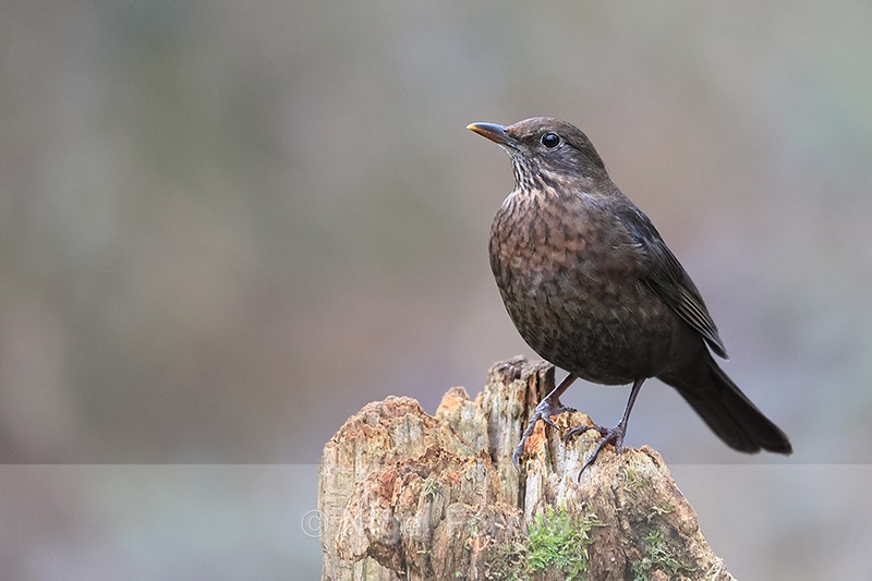 Blackbird (female) perched, Otterbourne, Hampshire - Blackbird