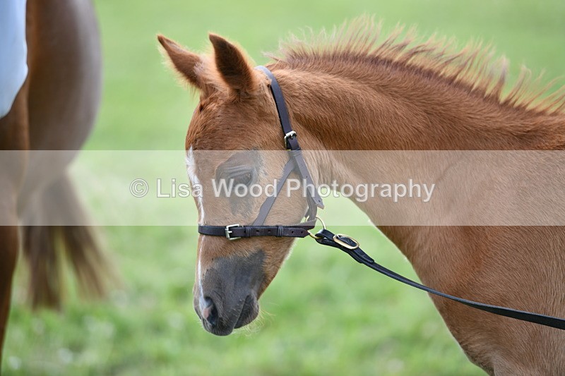 DSC_8548 - Class 69: Pure, Anglo & Part Bred In Hand Arab