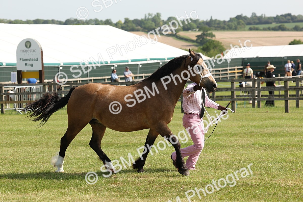 SBM_02121 - Class 6-13 - Mountatin and Moorland In Hand Welsh Breeds