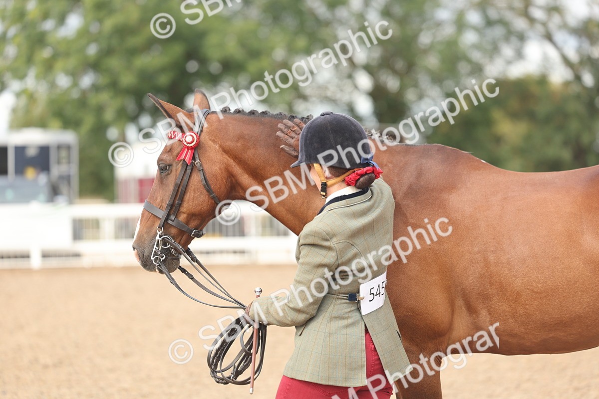 SBM_04487 - Class 18 - Handsomest Gelding (IH or Ridden)