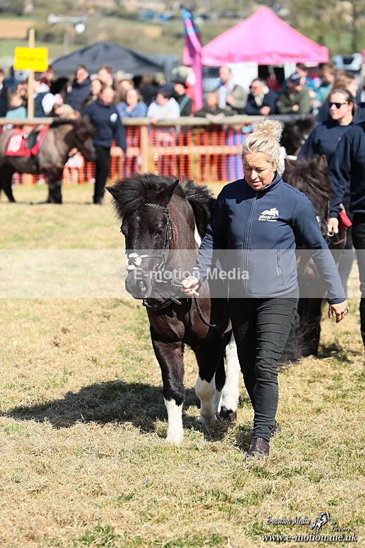 Shet 060426 53 - Shetland Pony Racing Paxford Races Easter Mon 06/04/26