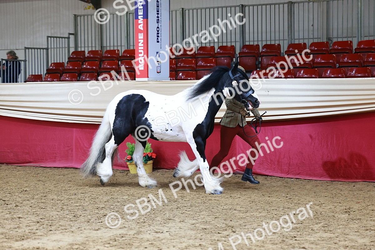 SBM_23177 - Class 903 - Supreme Final - IH Pre Vet