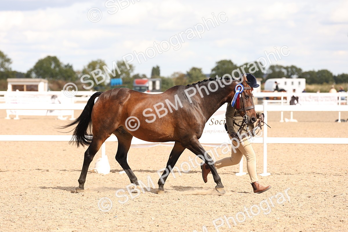 SBM_14742 - Class 208 - IH Veteran Horse