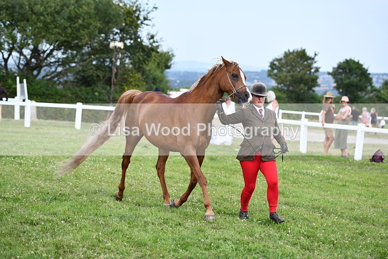 DSC_8527 - Class 69: Pure, Anglo & Part Bred In Hand Arab