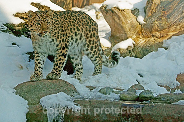 Amur leopard - Milena (Colchester Zoo) - Amur Leopards