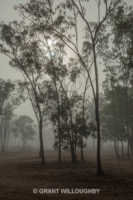 Drysdale gums shrouded in mist - Australia